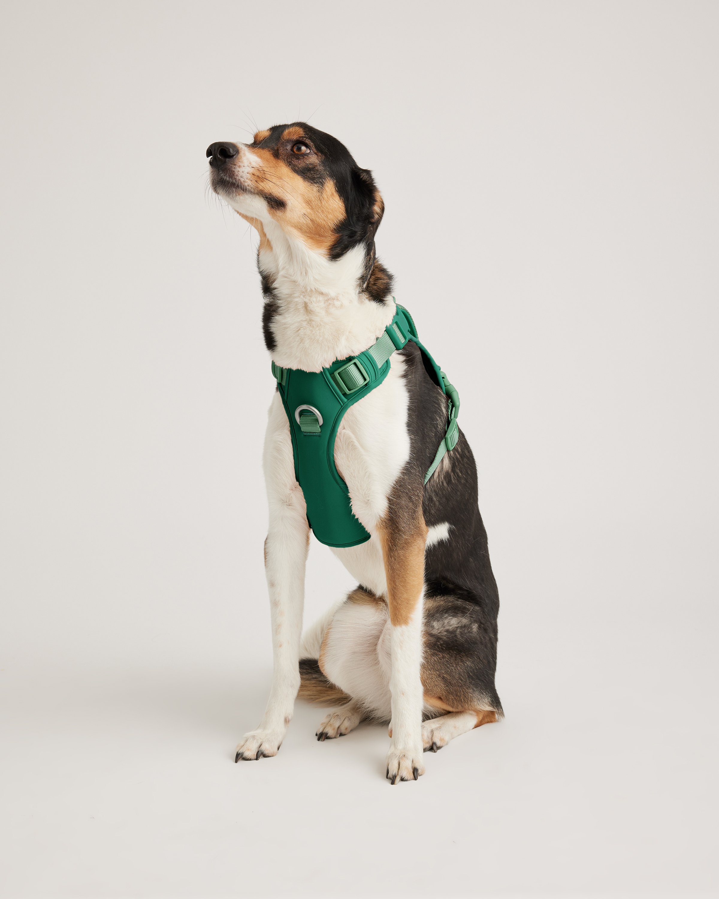 Neoprene Double Panel Dog Harness