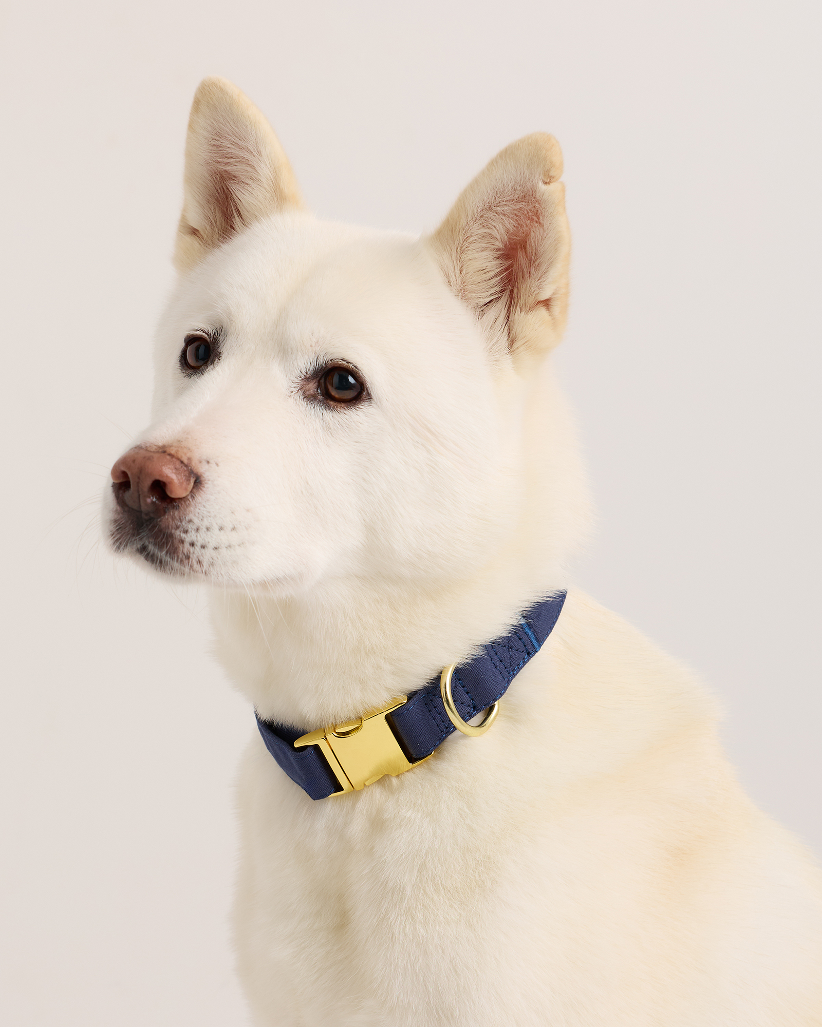 100% Cotton-Wrapped Nylon Dog Collar