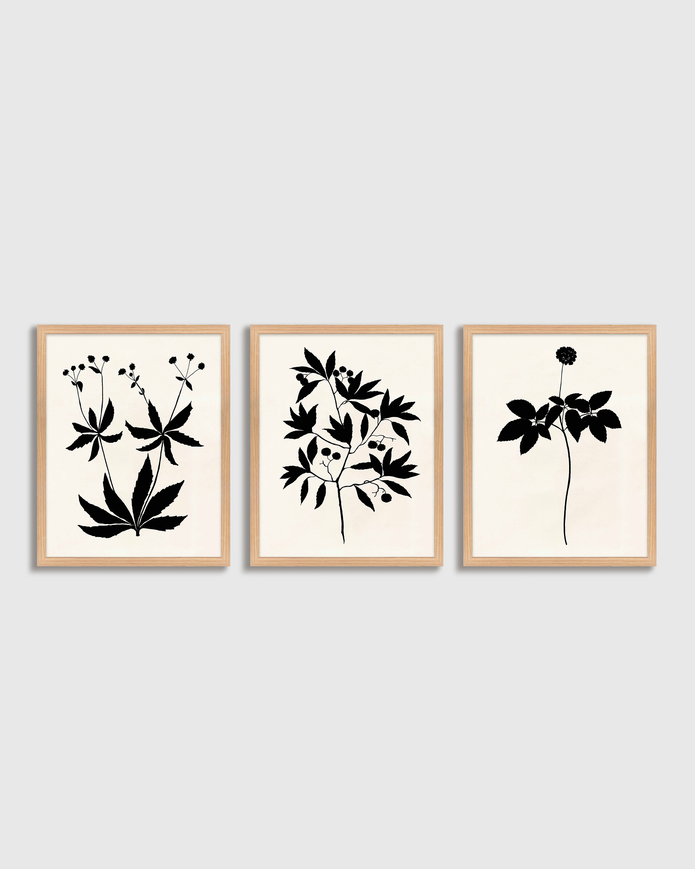Botanical by Philippa Katz (Set of 3)